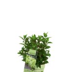 Hortenzia metlinatá (Hydrangea paniculata) ´GROUNDBREAKER® GREENY´ by LIVING CREATIONS®´ - výška 20-30 cm, kont. C1,5L